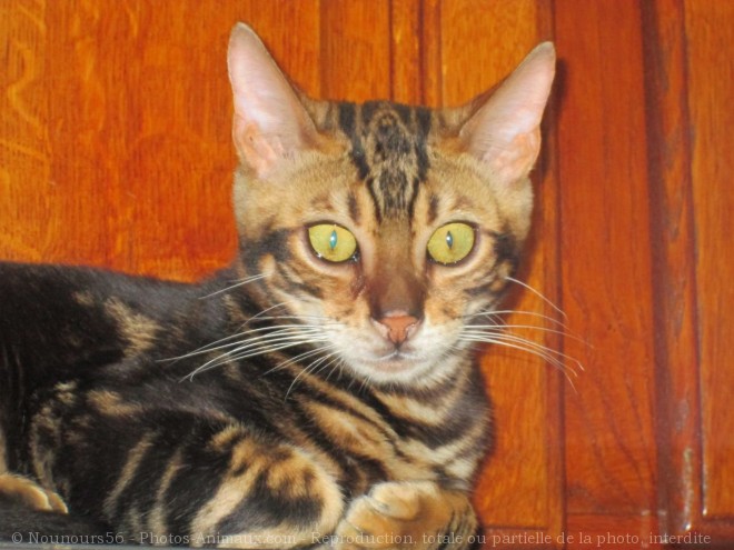 Photo de Bengal