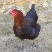 Photo de Poule