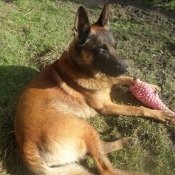 Photo de Berger belge malinois