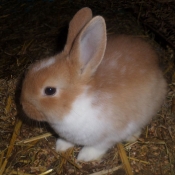 Photo de Lapin