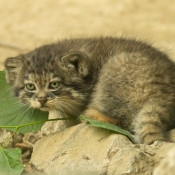 Photo de Chat de pallas