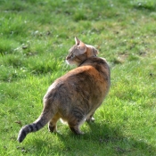 Photo de Chat domestique