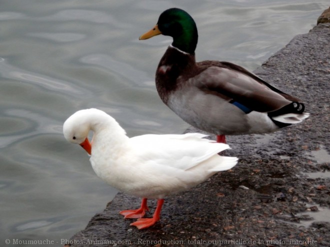 Photo de Canard colvert