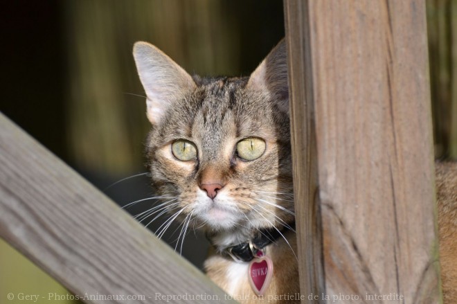 Photo de Chat domestique