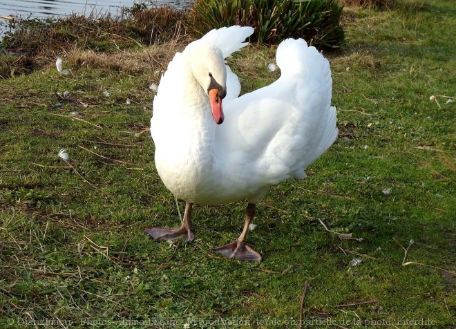 Photo de Cygne