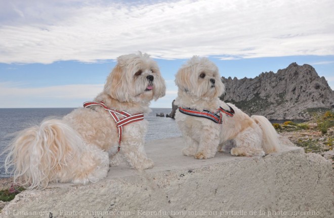 Photo de Lhassa apso