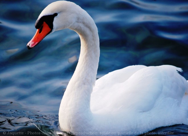 Photo de Cygne