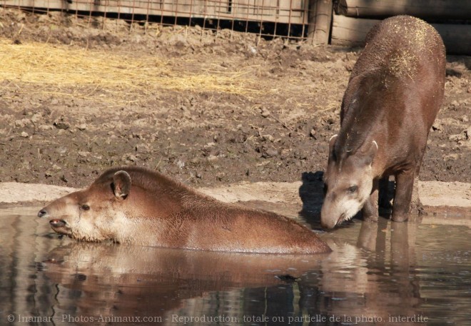 Photo de Tapir