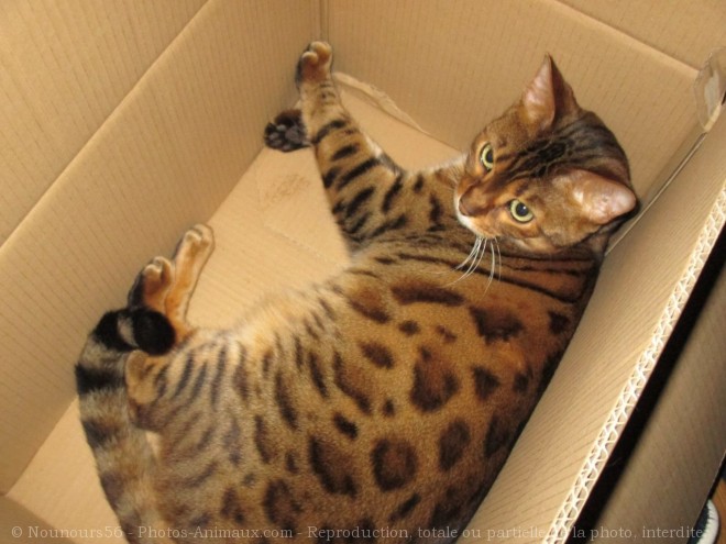 Photo de Bengal