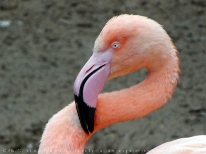 Photo de Flamand rose