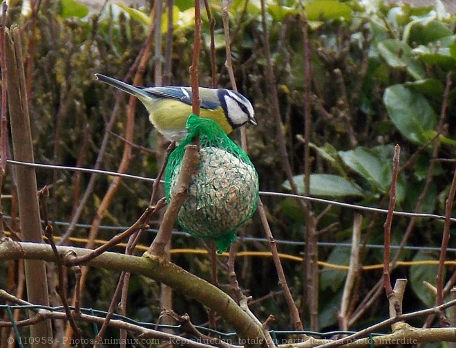 Photo de Msange bleue