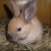 Photo de Lapin