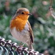 Photo de Rouge gorge