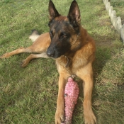 Photo de Berger belge malinois