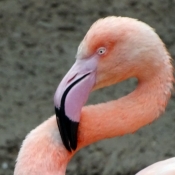 Photo de Flamand rose