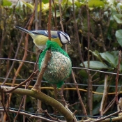 Photo de Msange bleue