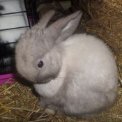 Photo de Lapin