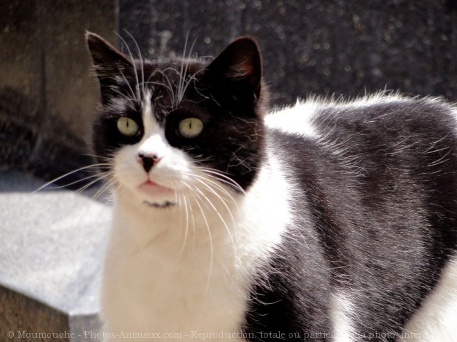 Photo de Chat domestique