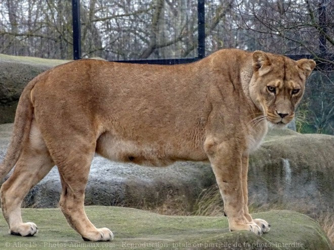 Photo de Lion