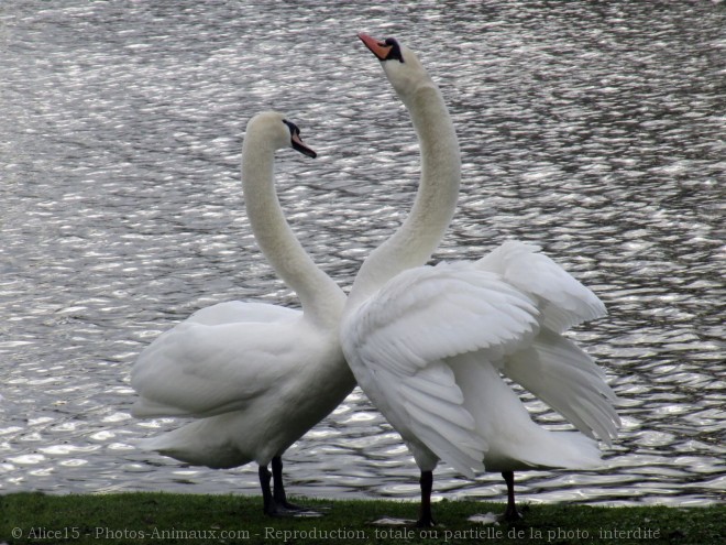 Photo de Cygne