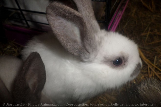 Photo de Lapin