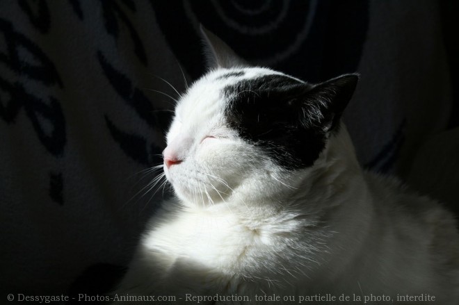 Photo de Chat domestique