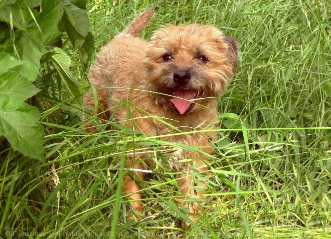 Photo de Border terrier