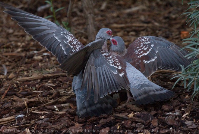 Photo de Pigeon - nouvelle-guine