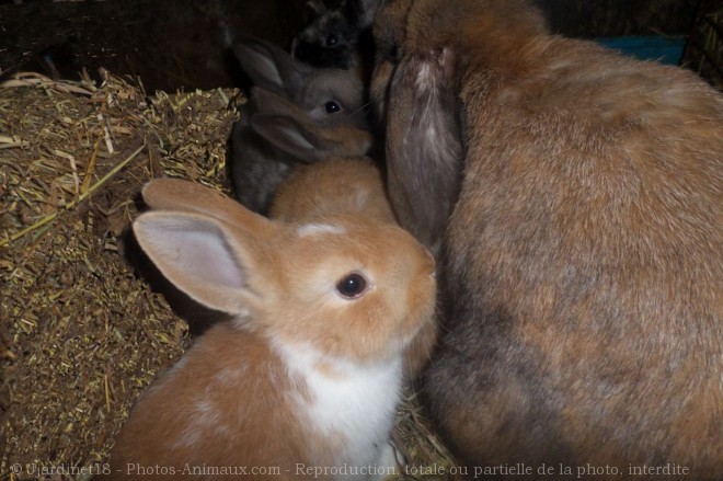 Photo de Lapin