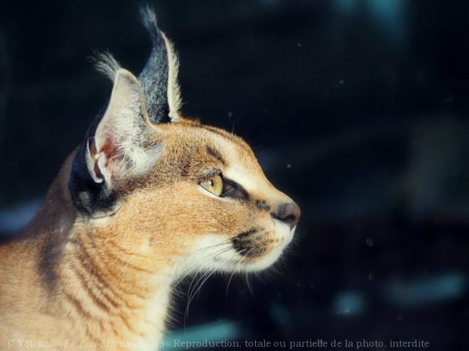 Photo de Caracal