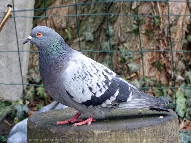 Photo de Pigeon