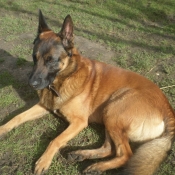 Photo de Berger belge malinois