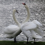 Photo de Cygne