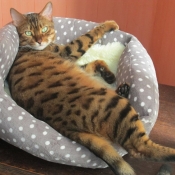 Photo de Bengal