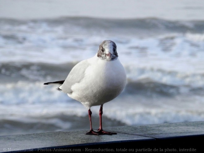 Photo de Mouette