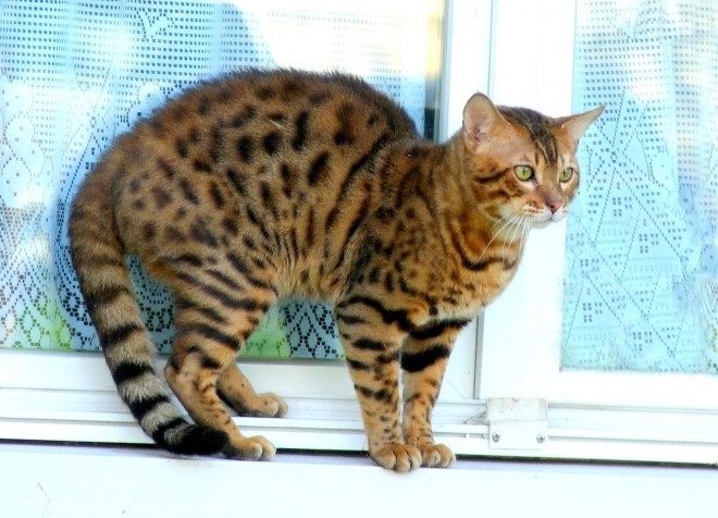 Photo de Bengal