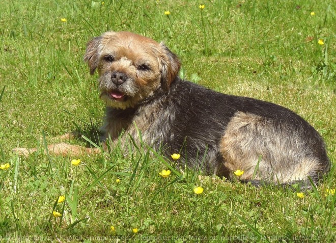 Photo de Border terrier