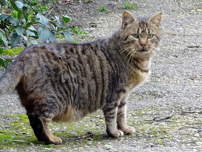 Photo de Chat domestique