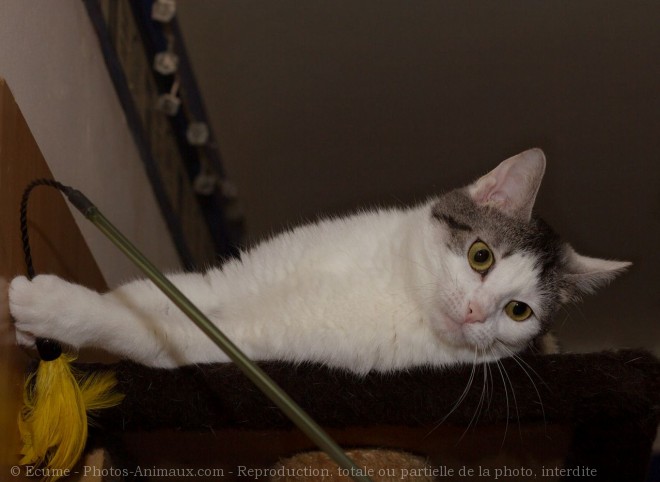 Photo de Chat domestique