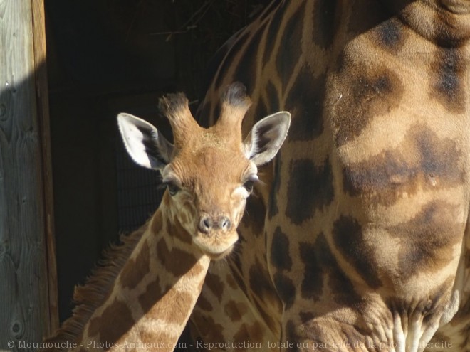 Photo de Girafe