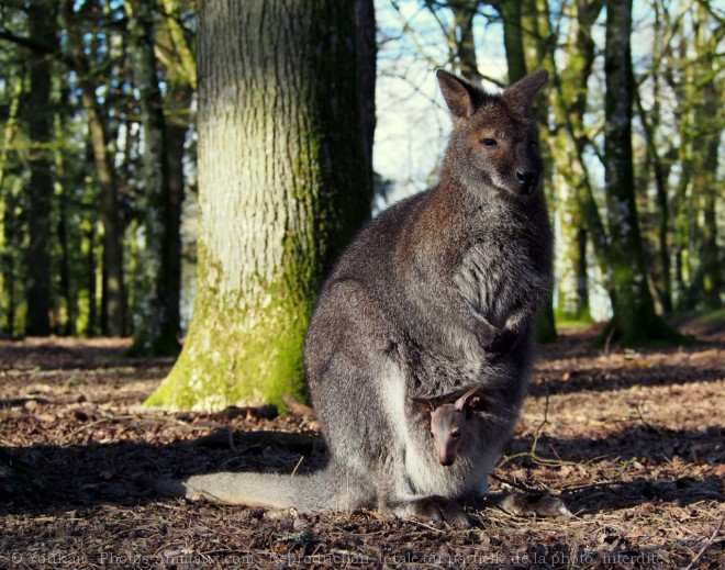 Photo de Wallaby