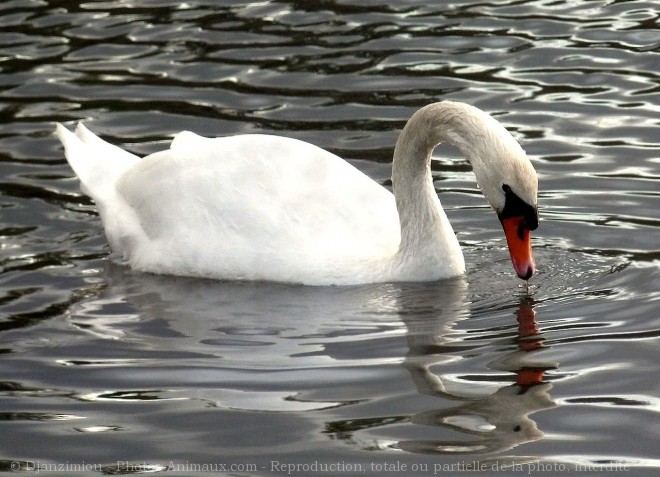 Photo de Cygne