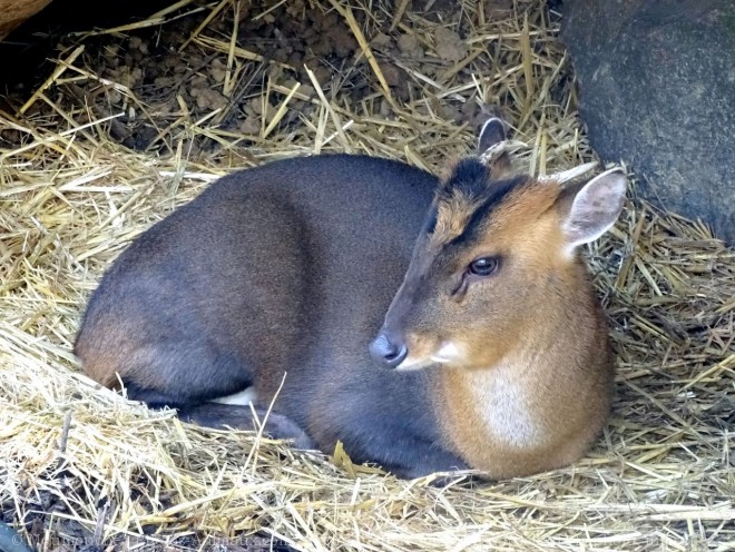 Photo de Muntjac