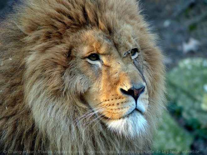 Photo de Lion