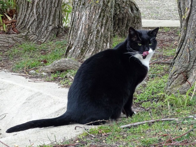 Photo de Chat domestique