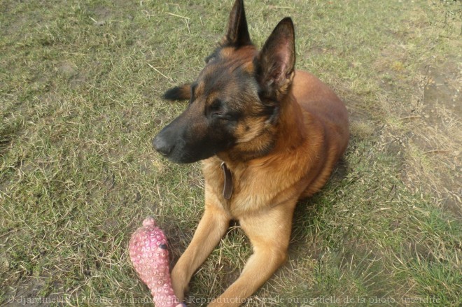 Photo de Berger belge malinois