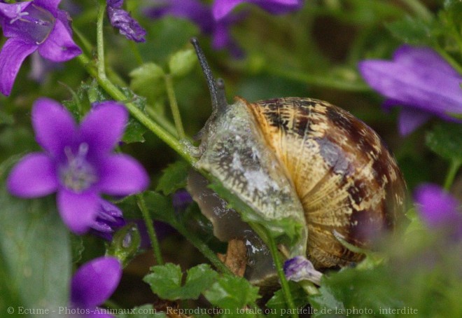 Photo d'Escargot