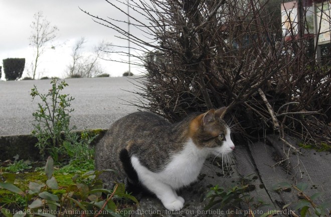 Photo de Chat domestique