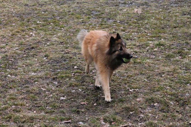 Photo de Berger belge tervueren