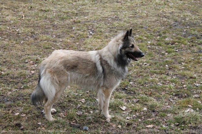 Photo de Berger belge tervueren